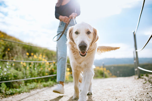 Smart Pet Accessories: Everyday Gadgets That Make Pet Care Easier